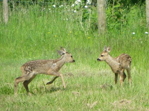 Fawns playing